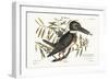 The Kingfisher, 1749-73-Mark Catesby-Framed Giclee Print