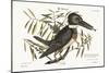 The Kingfisher, 1749-73-Mark Catesby-Mounted Giclee Print