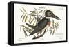 The Kingfisher, 1749-73-Mark Catesby-Framed Stretched Canvas