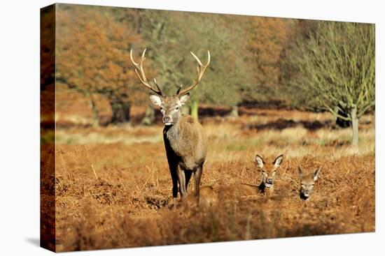 The Kings Deer, Red Deer Stags of Richmond Park, London, England-Richard Wright-Stretched Canvas