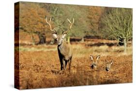 The Kings Deer, Red Deer Stags of Richmond Park, London, England-Richard Wright-Stretched Canvas