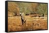 The Kings Deer, Red Deer Stags of Richmond Park, London, England-Richard Wright-Framed Stretched Canvas