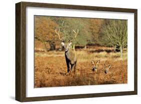 The Kings Deer, Red Deer Stags of Richmond Park, London, England-Richard Wright-Framed Photographic Print