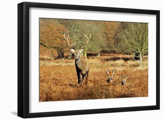 The Kings Deer, Red Deer Stags of Richmond Park, London, England-Richard Wright-Framed Photographic Print