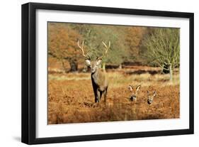 The Kings Deer, Red Deer Stags of Richmond Park, London, England-Richard Wright-Framed Photographic Print