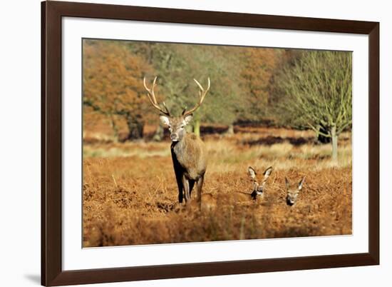 The Kings Deer, Red Deer Stags of Richmond Park, London, England-Richard Wright-Framed Photographic Print