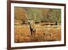 The Kings Deer, Red Deer Stags of Richmond Park, London, England-Richard Wright-Framed Photographic Print