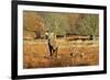 The Kings Deer, Red Deer Stags of Richmond Park, London, England-Richard Wright-Framed Photographic Print