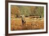 The Kings Deer, Red Deer Stags of Richmond Park, London, England-Richard Wright-Framed Photographic Print