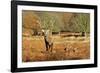 The Kings Deer, Red Deer Stags of Richmond Park, London, England-Richard Wright-Framed Photographic Print