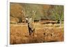 The Kings Deer, Red Deer Stags of Richmond Park, London, England-Richard Wright-Framed Photographic Print