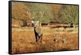 The Kings Deer, Red Deer Stags of Richmond Park, London, England-Richard Wright-Framed Stretched Canvas