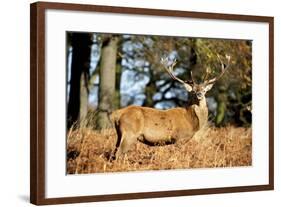 The Kings Deer, Red Deer Stags of Richmond Park, London, England-Richard Wright-Framed Photographic Print