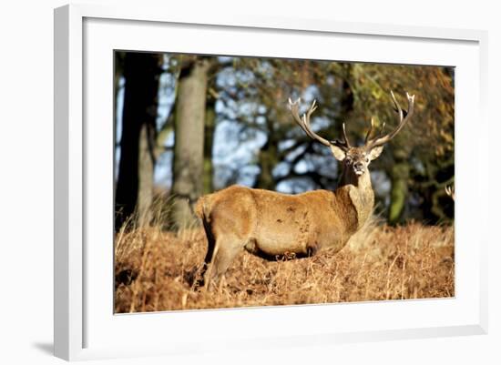 The Kings Deer, Red Deer Stags of Richmond Park, London, England-Richard Wright-Framed Photographic Print