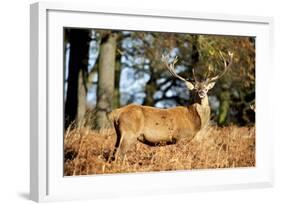 The Kings Deer, Red Deer Stags of Richmond Park, London, England-Richard Wright-Framed Photographic Print