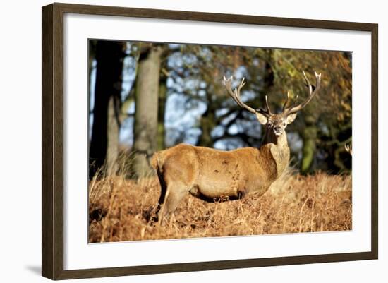 The Kings Deer, Red Deer Stags of Richmond Park, London, England-Richard Wright-Framed Photographic Print