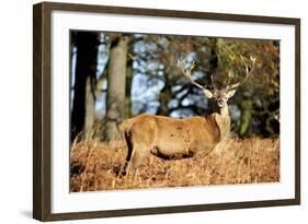 The Kings Deer, Red Deer Stags of Richmond Park, London, England-Richard Wright-Framed Photographic Print