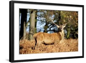 The Kings Deer, Red Deer Stags of Richmond Park, London, England-Richard Wright-Framed Photographic Print