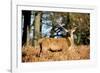 The Kings Deer, Red Deer Stags of Richmond Park, London, England-Richard Wright-Framed Photographic Print