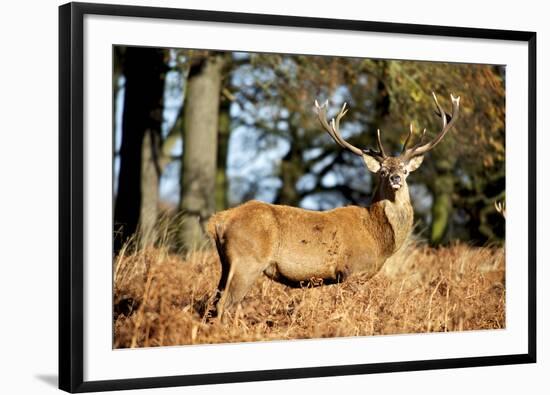 The Kings Deer, Red Deer Stags of Richmond Park, London, England-Richard Wright-Framed Photographic Print