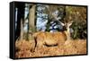 The Kings Deer, Red Deer Stags of Richmond Park, London, England-Richard Wright-Framed Stretched Canvas