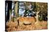 The Kings Deer, Red Deer Stags of Richmond Park, London, England-Richard Wright-Stretched Canvas