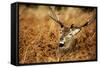 The Kings Deer, Red Deer Stags of Richmond Park, London, England-Richard Wright-Framed Stretched Canvas