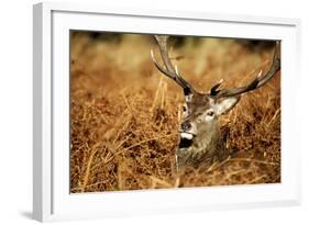 The Kings Deer, Red Deer Stags of Richmond Park, London, England-Richard Wright-Framed Photographic Print