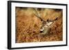 The Kings Deer, Red Deer Stags of Richmond Park, London, England-Richard Wright-Framed Photographic Print