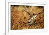 The Kings Deer, Red Deer Stags of Richmond Park, London, England-Richard Wright-Framed Photographic Print