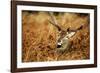 The Kings Deer, Red Deer Stags of Richmond Park, London, England-Richard Wright-Framed Photographic Print