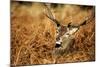 The Kings Deer, Red Deer Stags of Richmond Park, London, England-Richard Wright-Mounted Photographic Print