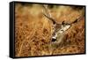 The Kings Deer, Red Deer Stags of Richmond Park, London, England-Richard Wright-Framed Stretched Canvas