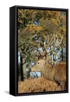 The Kings Deer, Red Deer Stags of Richmond Park, London, England-Richard Wright-Framed Stretched Canvas