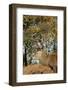 The Kings Deer, Red Deer Stags of Richmond Park, London, England-Richard Wright-Framed Photographic Print