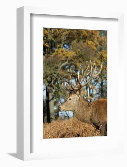 The Kings Deer, Red Deer Stags of Richmond Park, London, England-Richard Wright-Framed Photographic Print