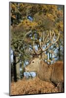 The Kings Deer, Red Deer Stags of Richmond Park, London, England-Richard Wright-Mounted Photographic Print