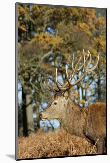 The Kings Deer, Red Deer Stags of Richmond Park, London, England-Richard Wright-Mounted Photographic Print