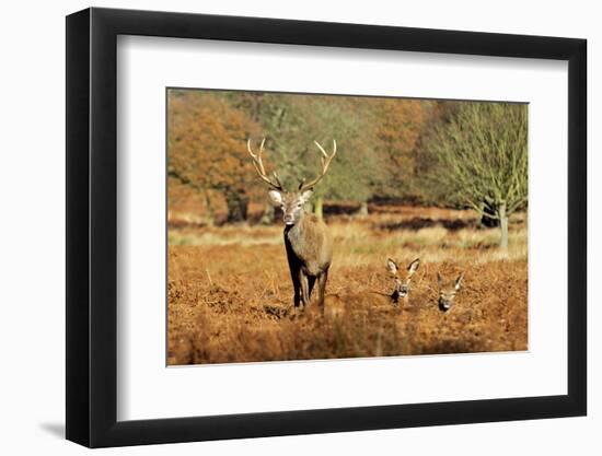 The Kings Deer, Red Deer Stags of Richmond Park, London, England-Richard Wright-Framed Photographic Print