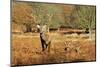 The Kings Deer, Red Deer Stags of Richmond Park, London, England-Richard Wright-Mounted Photographic Print