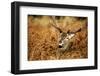 The Kings Deer, Red Deer Stags of Richmond Park, London, England-Richard Wright-Framed Photographic Print