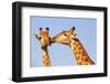 The Kiss-ZambeziShark-Framed Photographic Print