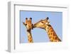 The Kiss-ZambeziShark-Framed Photographic Print