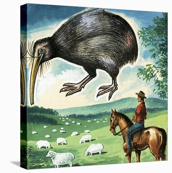 The Kiwi, Emblem of New Zealand-null-Stretched Canvas