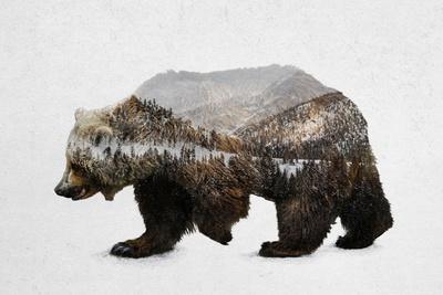 The Kodiak Brown Bear Posters Davies Babies Allposters Com