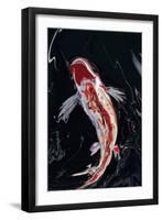 The Koi-Rabi Khan-Framed Art Print