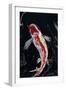 The Koi-Rabi Khan-Framed Art Print