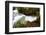 The Kuang Si Waterfalls Just Outside of Luang Prabang, Laos-Micah Wright-Framed Photographic Print