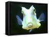 The Lactoria Cornuta, or Cow Fish-null-Framed Stretched Canvas