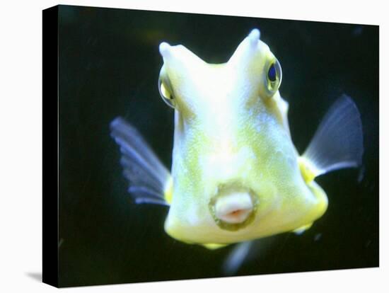 The Lactoria Cornuta, or Cow Fish-null-Stretched Canvas